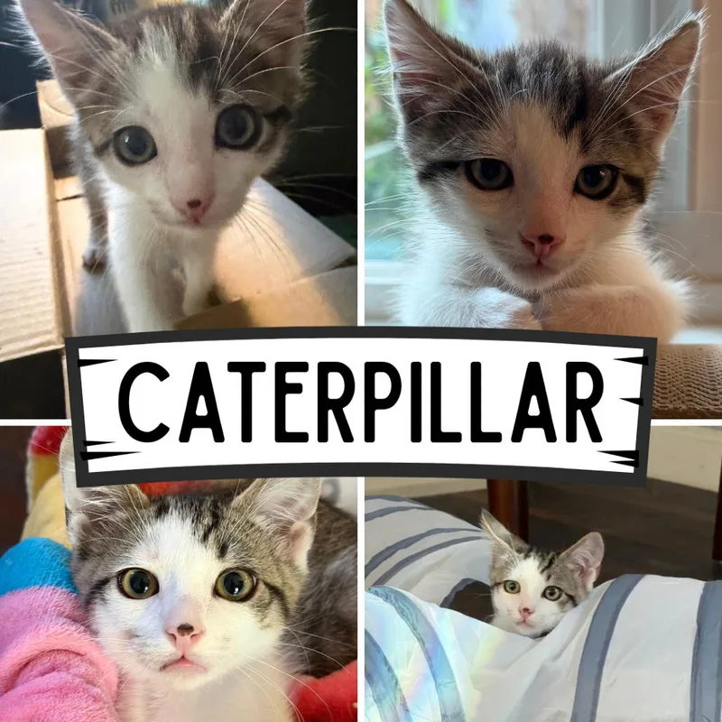 A baby small-sized male White Domestic Short Hair cat named Caterpillar for adoption in Orangevale, CA