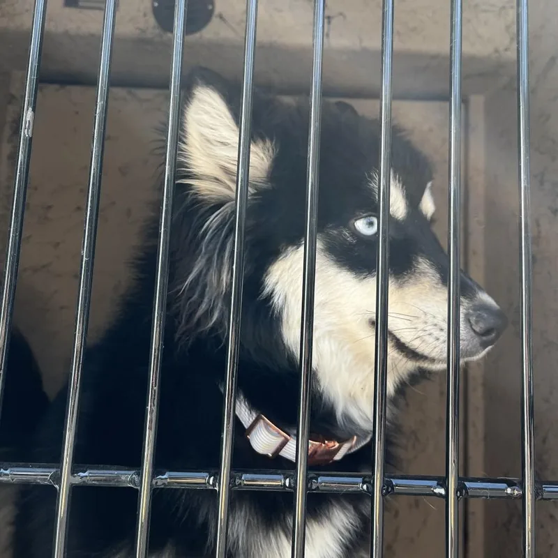 A young medium-sized female Black Husky dog named HACCStray for adoption in Henderson, NV