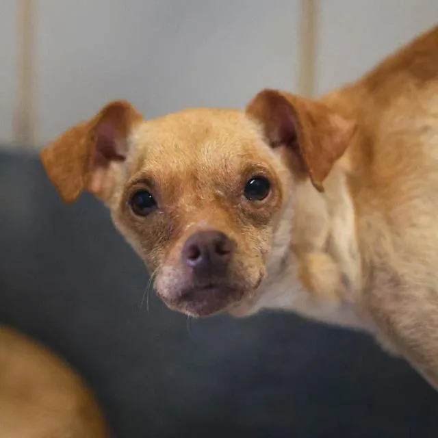 An adult small-sized male Chihuahua dog named Fred for adoption in San Antonio, TX