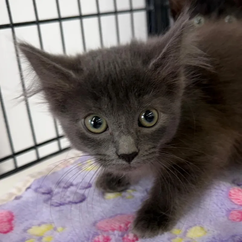 A baby small-sized female Gray / Blue / Silver Domestic Short Hair cat named Fay for adoption in Montgomery, AL