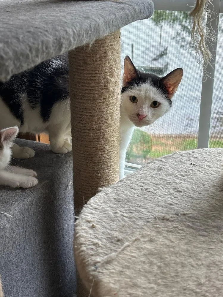 Clarabell thumbnail 2