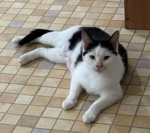 Clarabell thumbnail 3