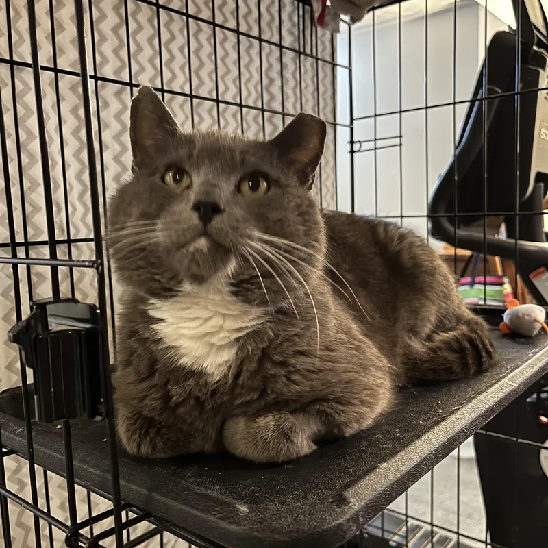 An adult medium-sized male Gray & White Domestic Short Hair cat named Simon for adoption in Bellmawr, NJ