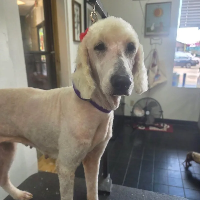 An adult medium-sized female Standard Poodle dog named Journey for adoption in Meridian, MS