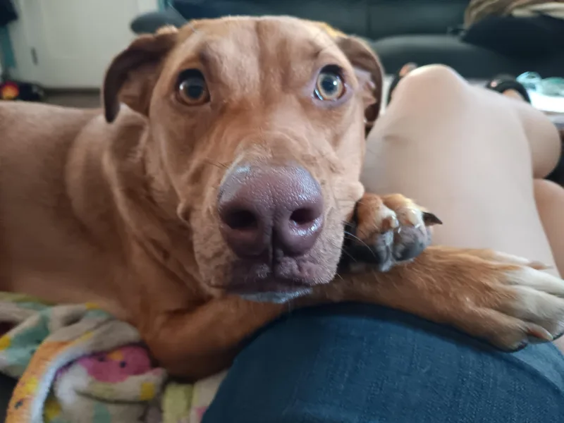 A young medium-sized female Labrador Retriever dog named Sadie for adoption in Richmond, TX