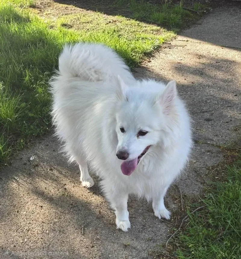 An adult medium-sized male White / Cream American Eskimo Dog dog named Flynn for adoption in Seville, OH
