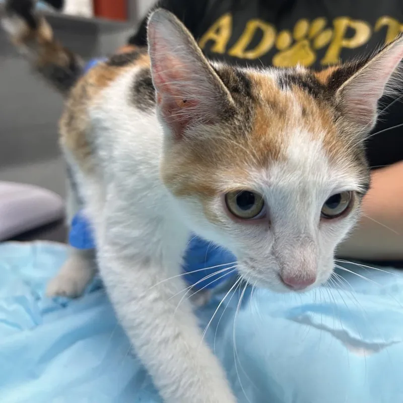 A baby small-sized female White Domestic Short Hair cat named Roberta for adoption in Summerville, SC