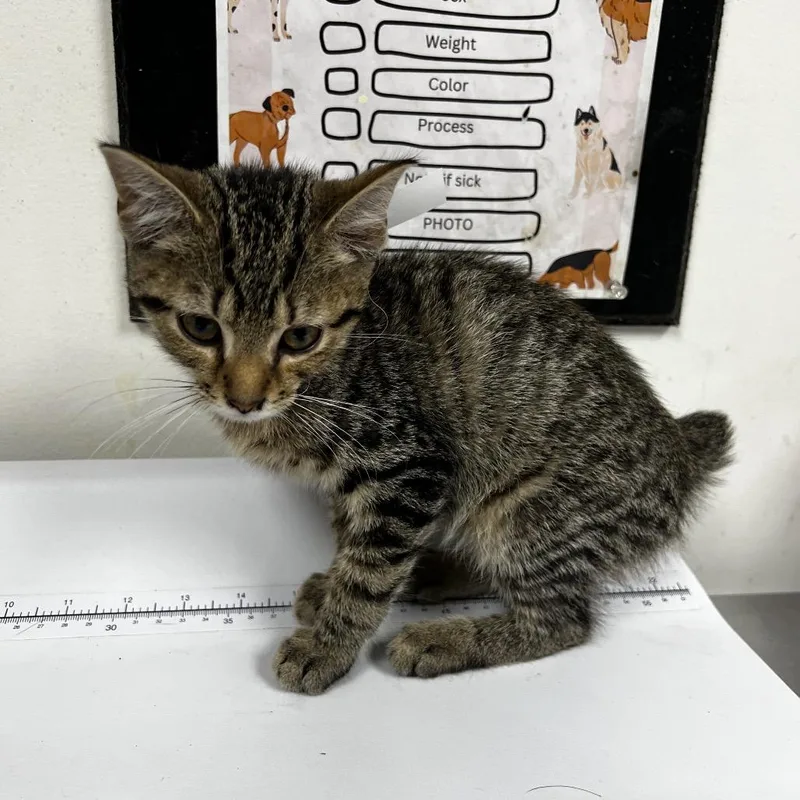 A baby small-sized male Brown / Chocolate Domestic Short Hair cat named Timothy for adoption in Birmingham, AL