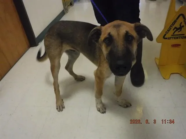 A young small-sized male German Shepherd Dog dog named Baylar for adoption in Oroville, CA