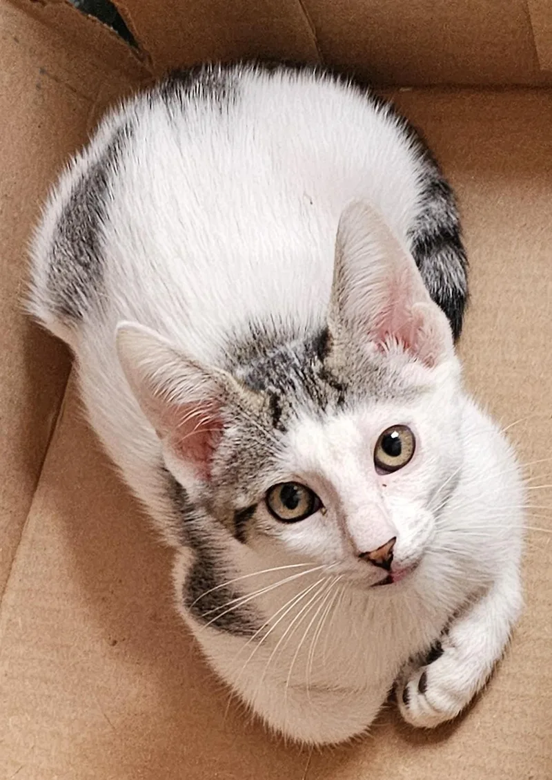 A baby medium-sized male White Domestic Short Hair cat named Garth for adoption in Milwaukee, WI