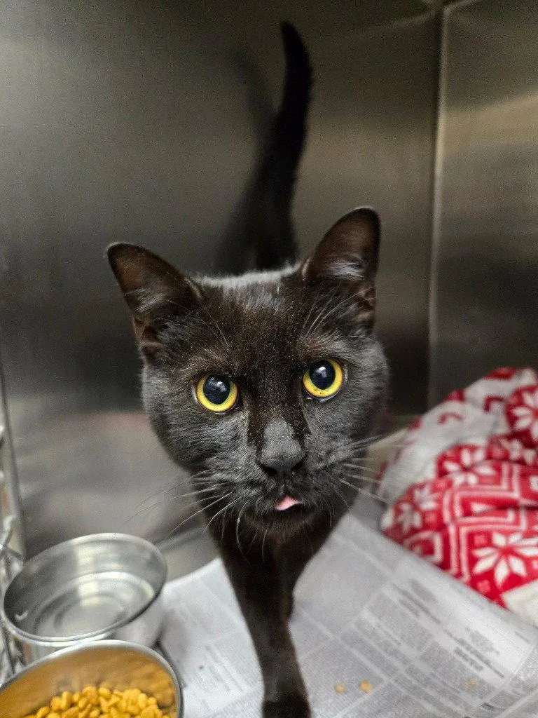 An adult large-sized female Black Domestic Short Hair cat named Ci Midnight for adoption in Glen Allen, VA