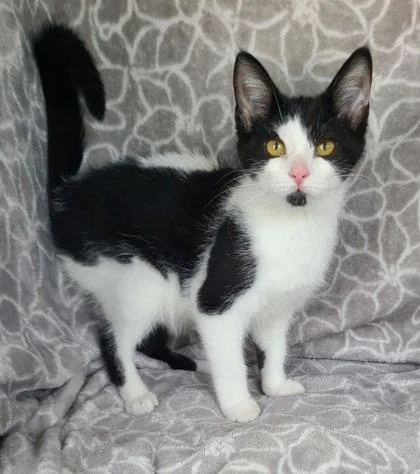 A baby small-sized female Black & White / Tuxedo Domestic Short Hair cat named 7124 (Dottie) for adoption in Lake City, MI