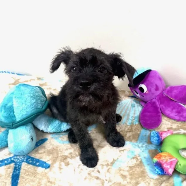 A baby small-sized male Black Terrier dog named Axel for adoption in Greensburg, PA