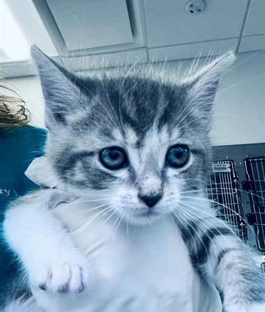 A baby small-sized male Domestic Short Hair cat named Nagi for adoption in Houston, TX