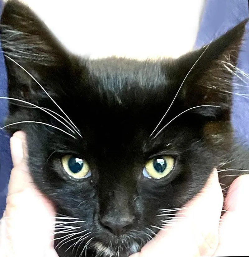 A young small-sized male Black & White / Tuxedo Domestic Short Hair cat named Defiance for adoption in Mansfield, OH