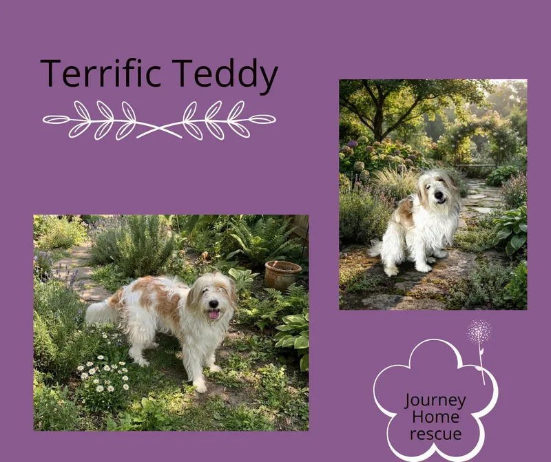 An adult medium-sized male Golden Goldendoodle dog named Terrific Teddy for adoption in East Wenatchee, WA