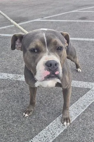 A young large-sized male Pit Bull Terrier dog named Earl Grey for adoption in Dayton, OH