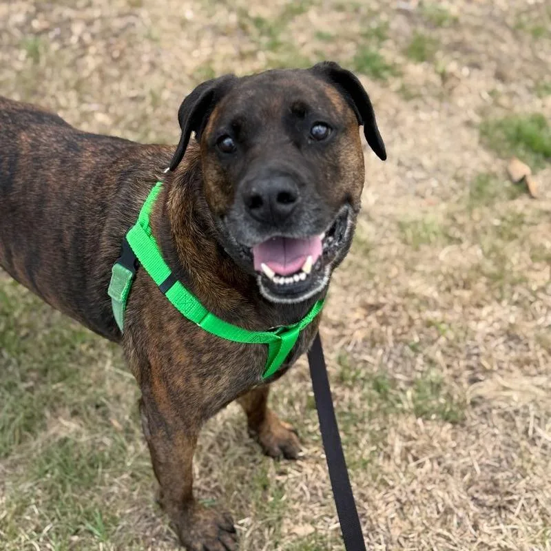 Koda