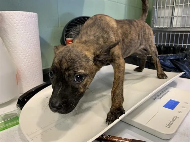 A baby small-sized female Labrador Retriever dog named Biscuit for adoption in Grand Prairie, TX