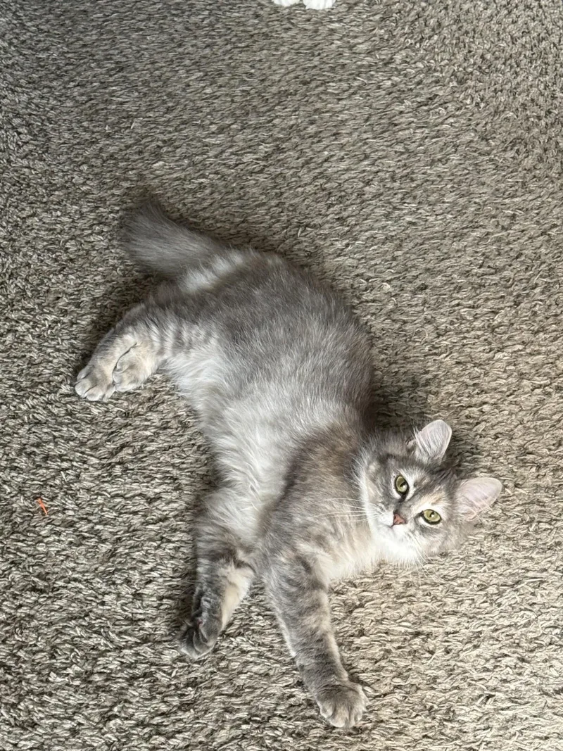 A young medium-sized female Tortoiseshell Domestic Medium Hair cat named Bellatrix for adoption in Silverton, OR