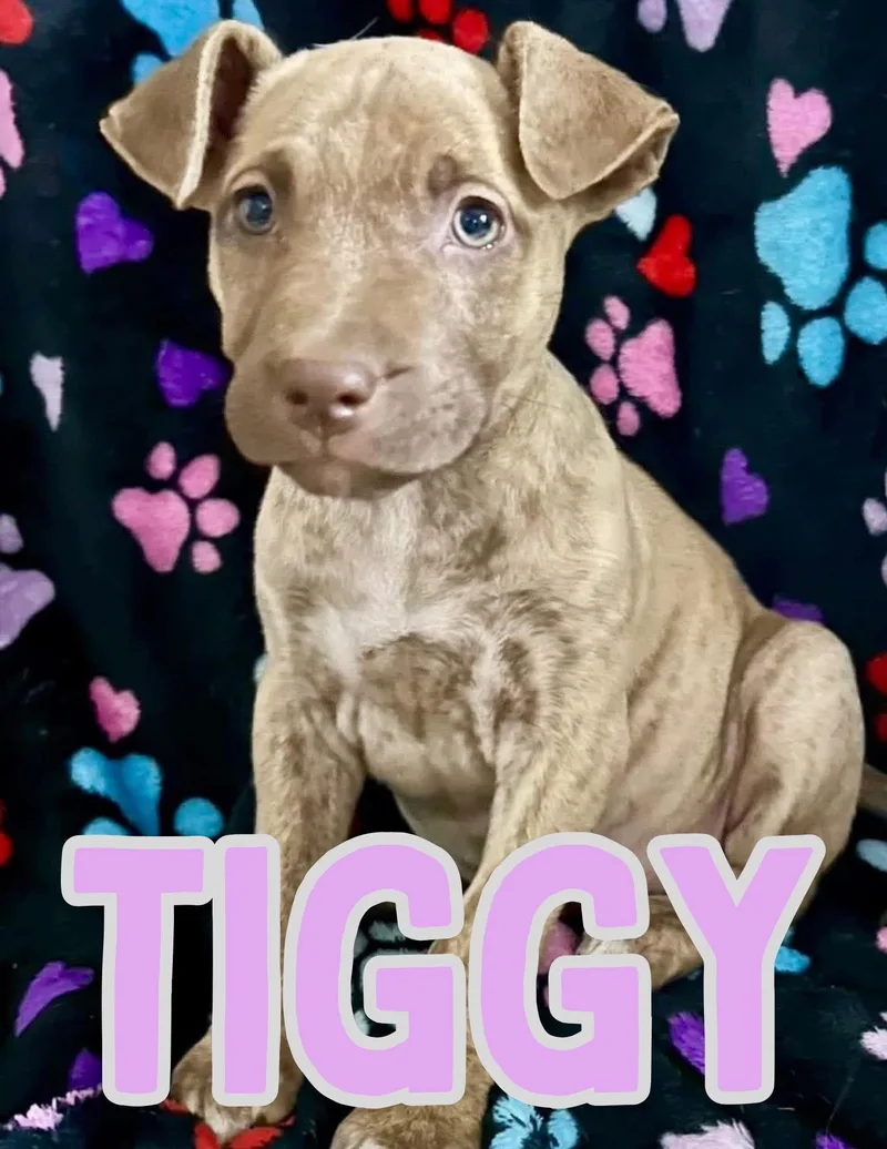 A baby medium-sized female Pit Bull Terrier dog named Tiggy for adoption in Shalimar, FL