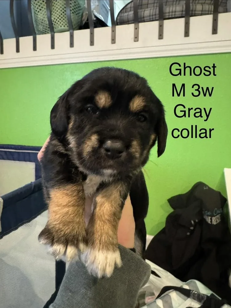 Ghost thumbnail 4