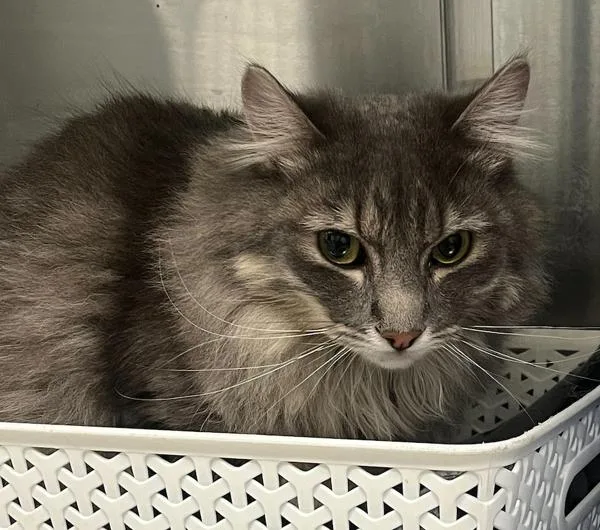 An adult small-sized male Domestic Long Hair cat named Kingston Liverwurst for adoption in Golden, CO