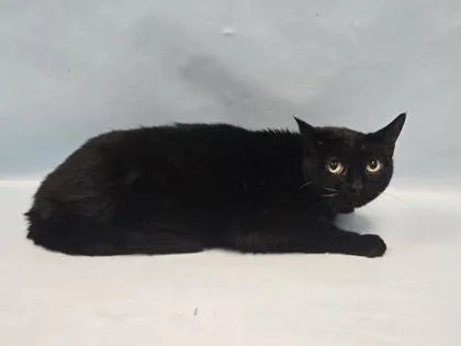 A senior small-sized female Domestic Short Hair cat named Hocus for adoption in Coon Rapids, MN