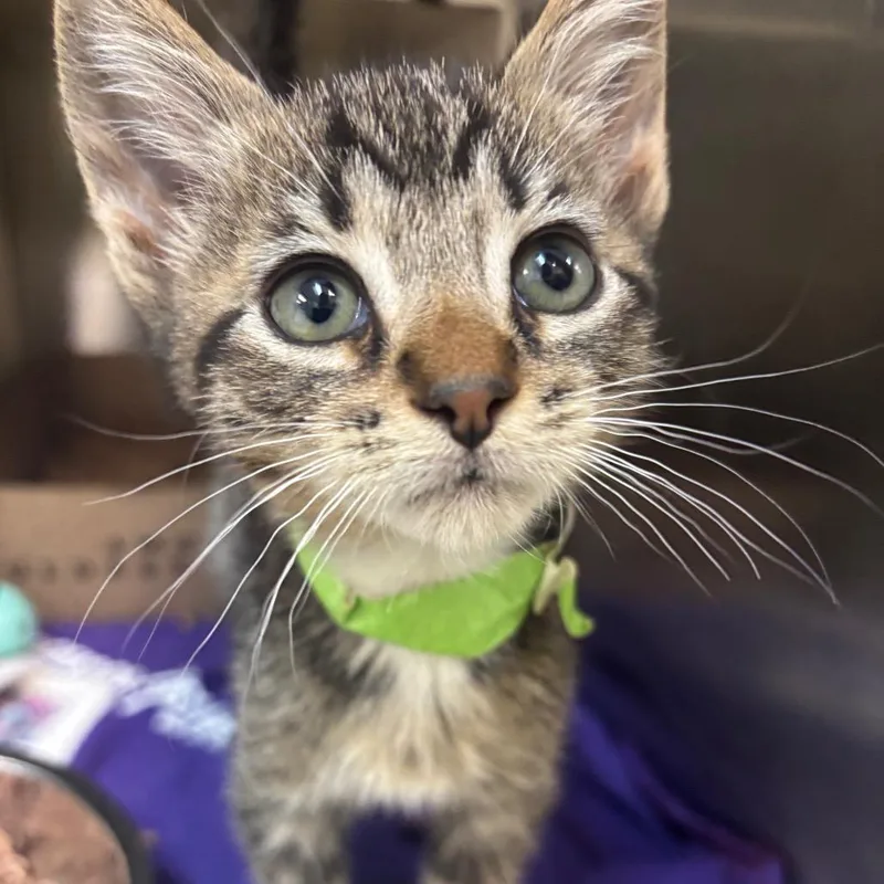 A baby small-sized male White Domestic Short Hair cat named Shane for adoption in Newark, NJ