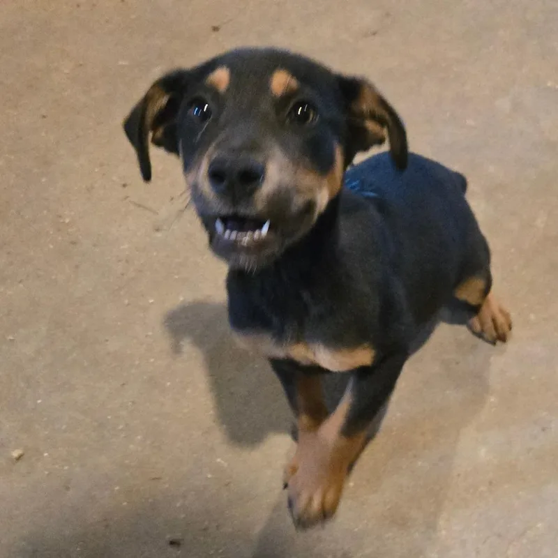A baby medium-sized female Black Labrador Retriever dog named Mindy for adoption in Waggaman, LA