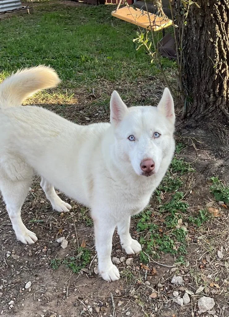 An adult large-sized female Husky dog named Lola for adoption in Missouri City, TX