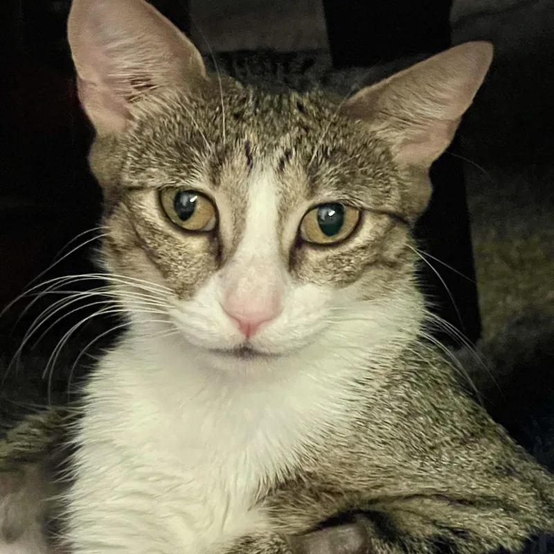 A young small-sized female American Shorthair cat named Winter for adoption in Tunica, MS