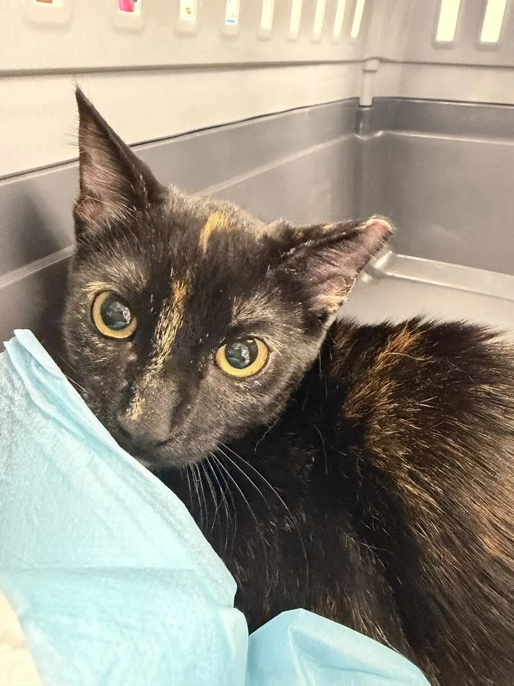 A young small-sized female Domestic Short Hair cat named Sierra for adoption in Ontario, CA