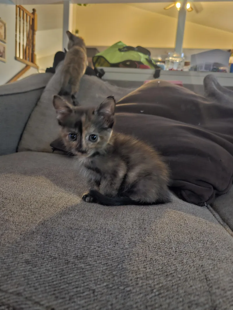 A baby medium-sized female Tortoiseshell Domestic Short Hair cat named Kiki for adoption in Fruit Heights, UT