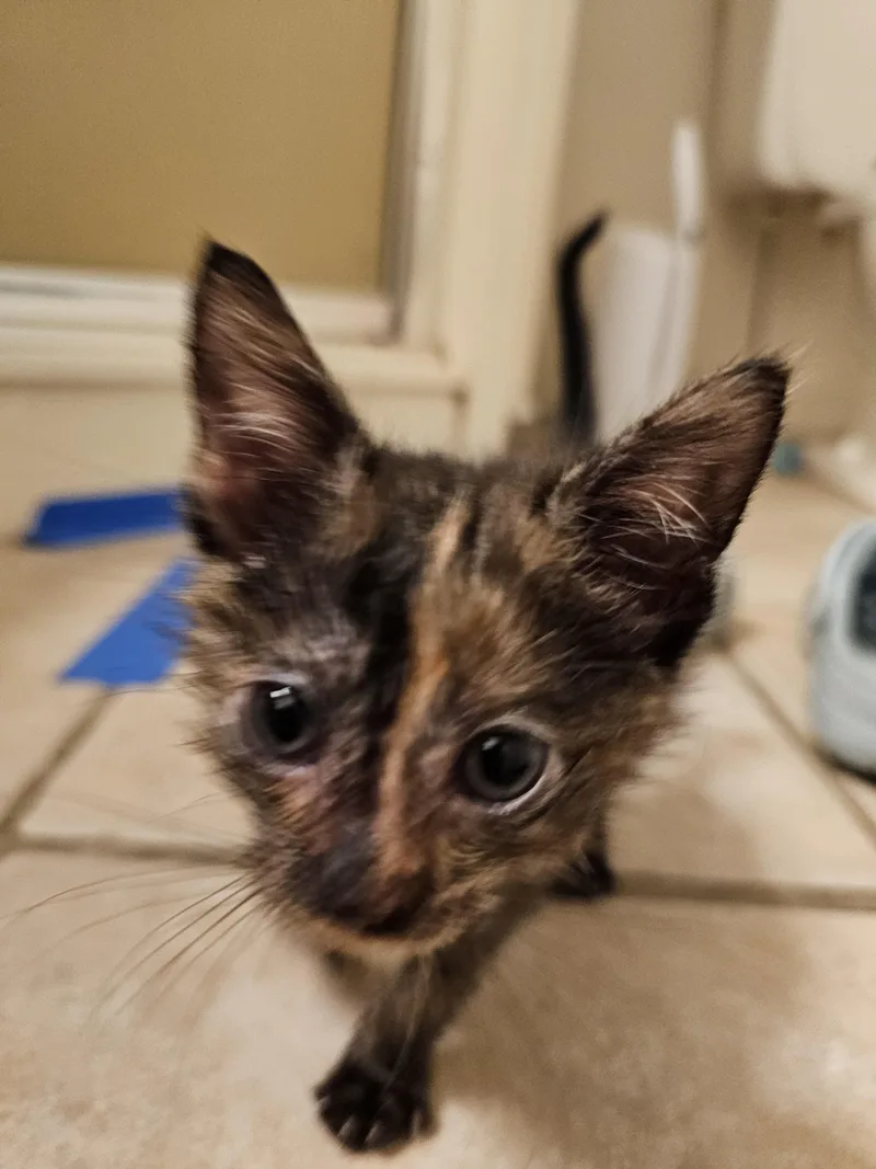 Kiki thumbnail 4