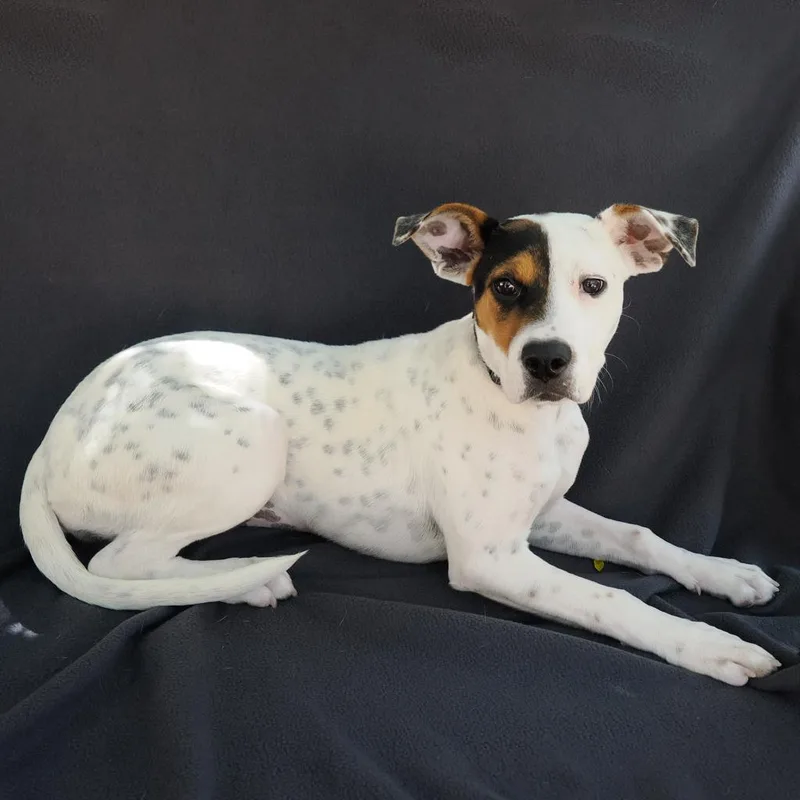 A baby medium-sized female White / Cream Pit Bull Terrier dog named Solstice for adoption in Point Richmond, CA