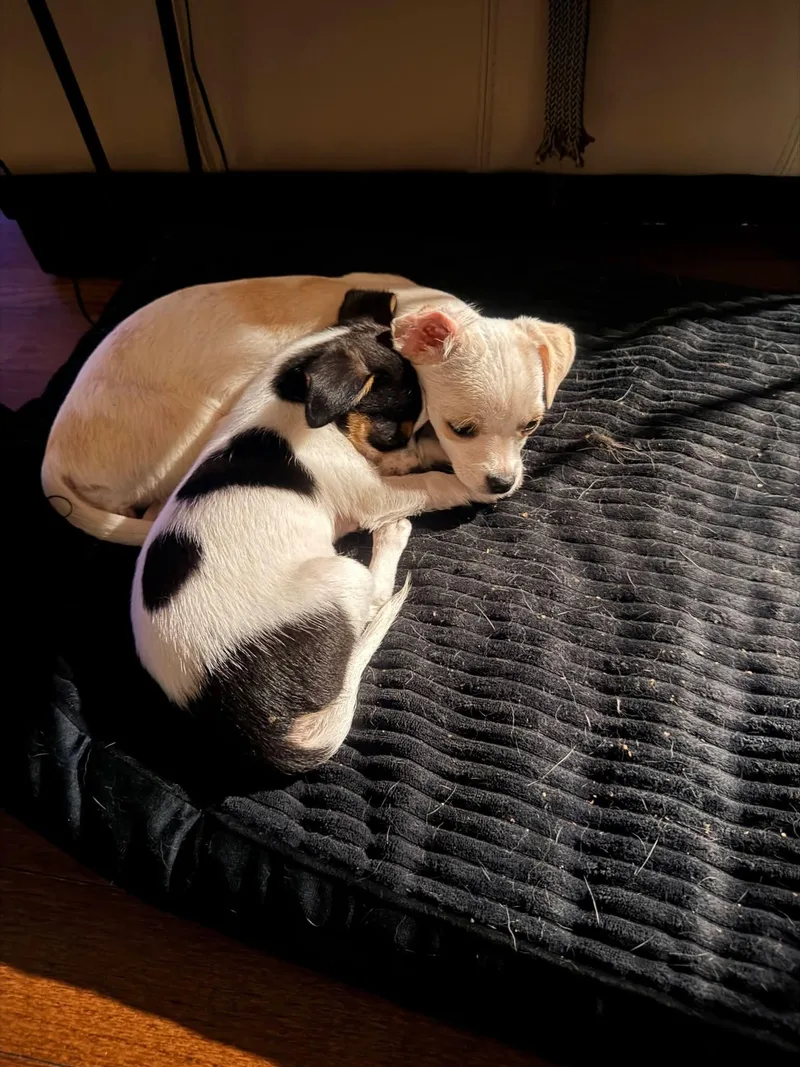 A baby small-sized female White / Cream Chihuahua dog named Everest And Sierra for adoption in Cosby, TN