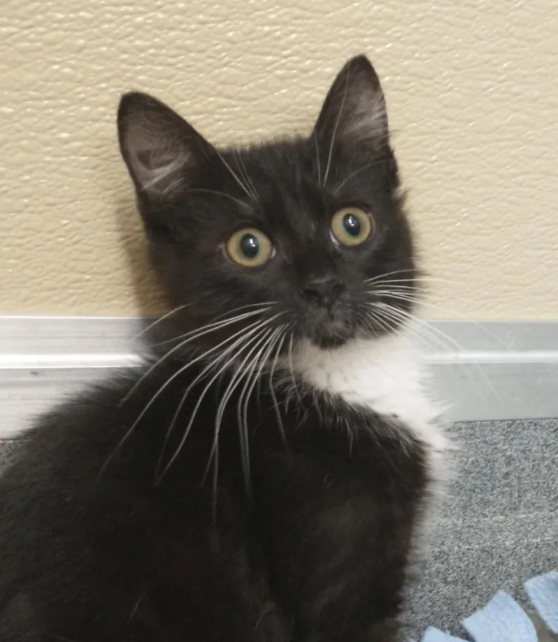 A baby medium-sized male Black & White / Tuxedo Domestic Short Hair cat named Chaplin for adoption in Tomah, WI
