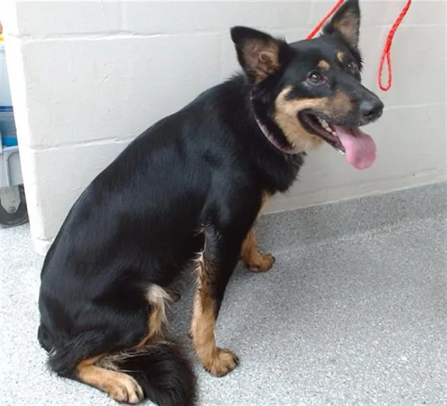 A young medium-sized female German Shepherd Dog dog named Charlie for adoption in Pasadena, TX