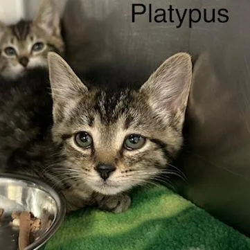 A baby small-sized male Brown / Chocolate Domestic Short Hair cat named Platypus for adoption in Knoxville, TN