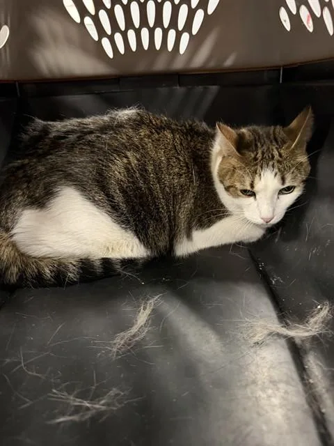 An adult medium-sized female Domestic Short Hair cat named Skinny for adoption in Casper, WY