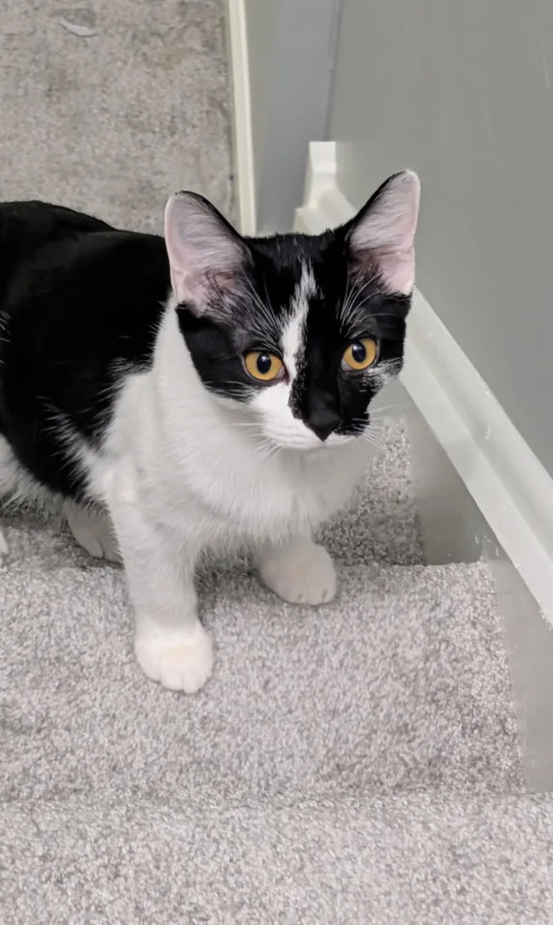 A young small-sized female Domestic Short Hair cat named Splash for adoption in Lockport, IL