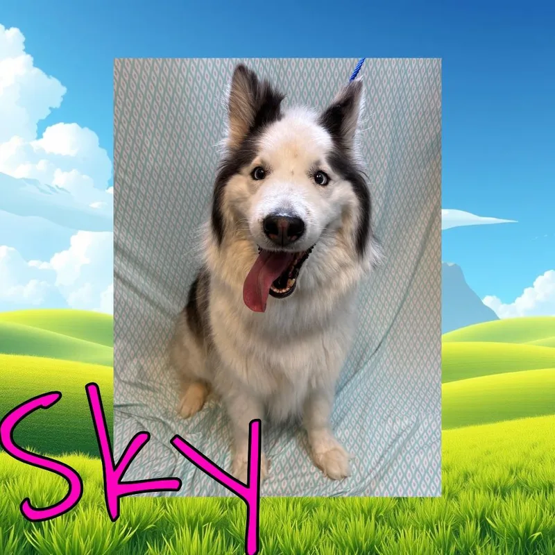 A young large-sized female Gray / Blue / Silver Siberian Husky dog named Sky for adoption in Royse City, TX