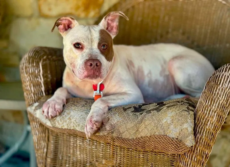 A young medium-sized female Pit Bull Terrier dog named Posey for adoption in Princeton, MA
