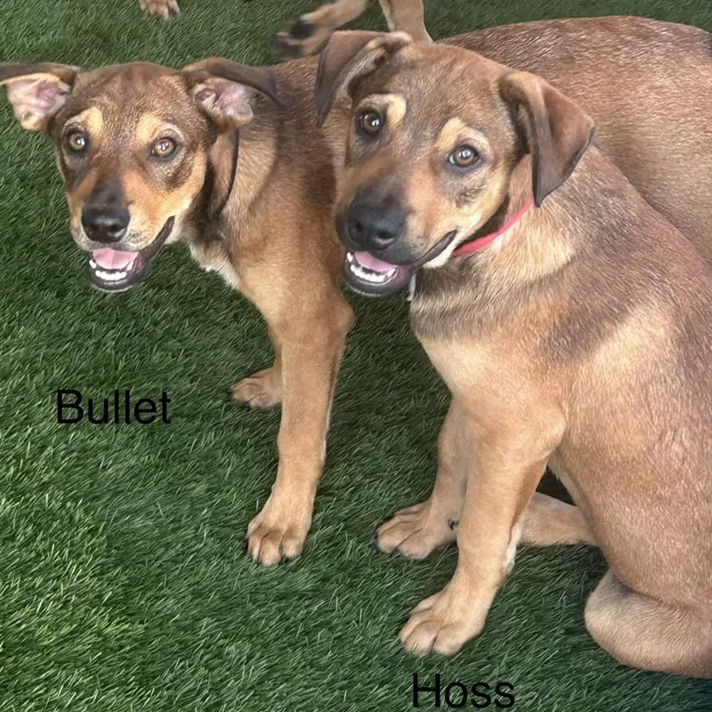 A baby medium-sized male Australian Cattle Dog / Blue Heeler dog named Hoss for adoption in Krum, TX