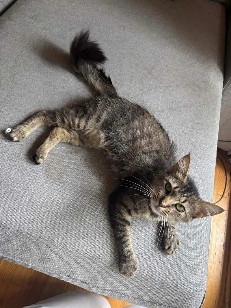 A young medium-sized female Tabby (Buff / Tan / Fawn) Domestic Short Hair cat named Plume for adoption in Weehawken, NJ