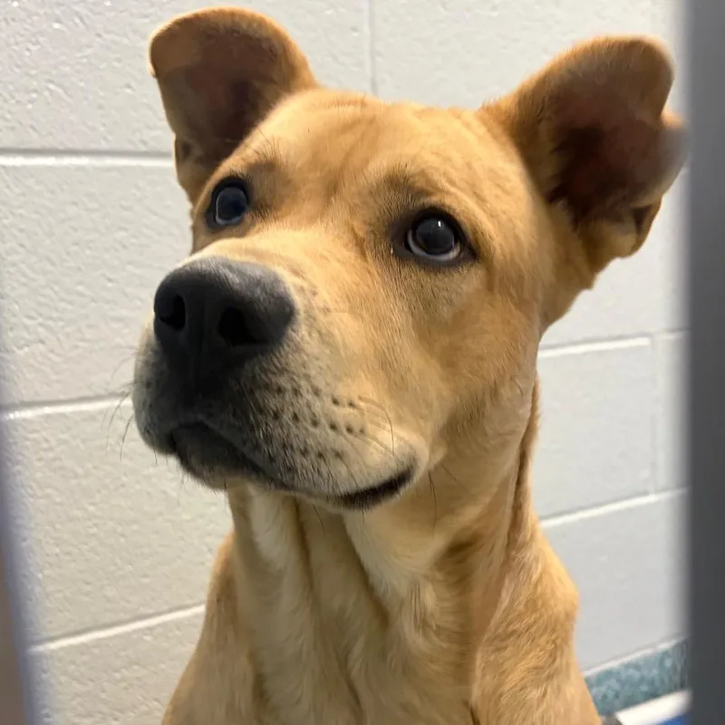An adult large-sized male Yellow / Tan / Blond / Fawn Mixed Breed dog named Bill Wurtz for adoption in Greensboro, NC
