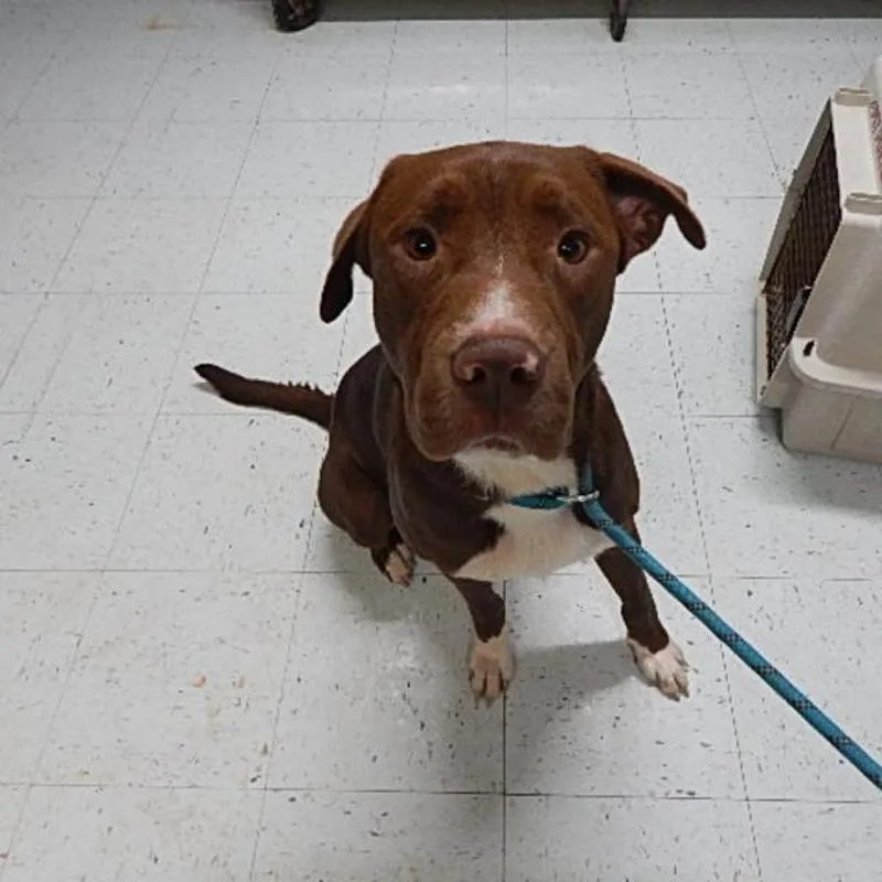An adult large-sized male Brown / Chocolate Labrador Retriever dog named Diego for adoption in Walden, NY