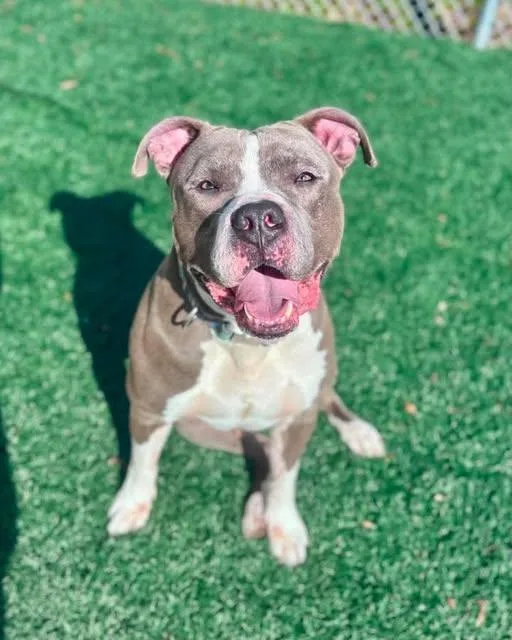 An adult large-sized male American Staffordshire Terrier dog named Blue for adoption in East Providence, RI