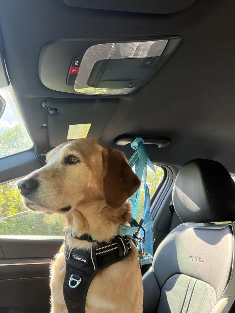 A senior medium-sized male Golden Retriever dog named Lebowski for adoption in Plummer, ID